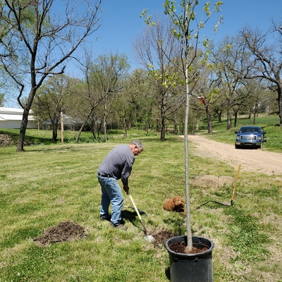 Planting in Riverside Park