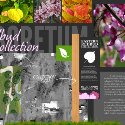 Redbud Collection