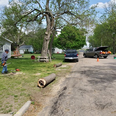 Hazard tree removal - traffic obstruction
